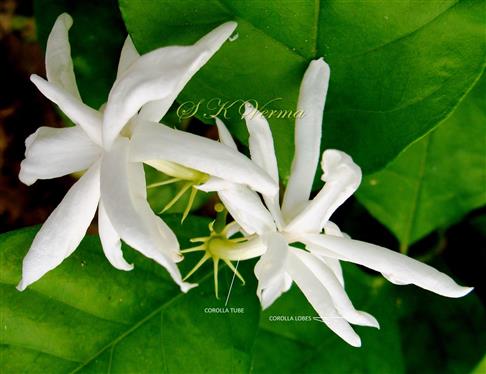  Flowers